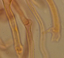 Hohenbuehelia auriscalpium